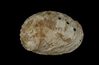 藏品(瘤鮑螺)的圖片